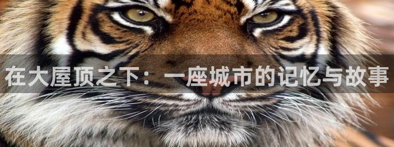 谈球吧官网入口